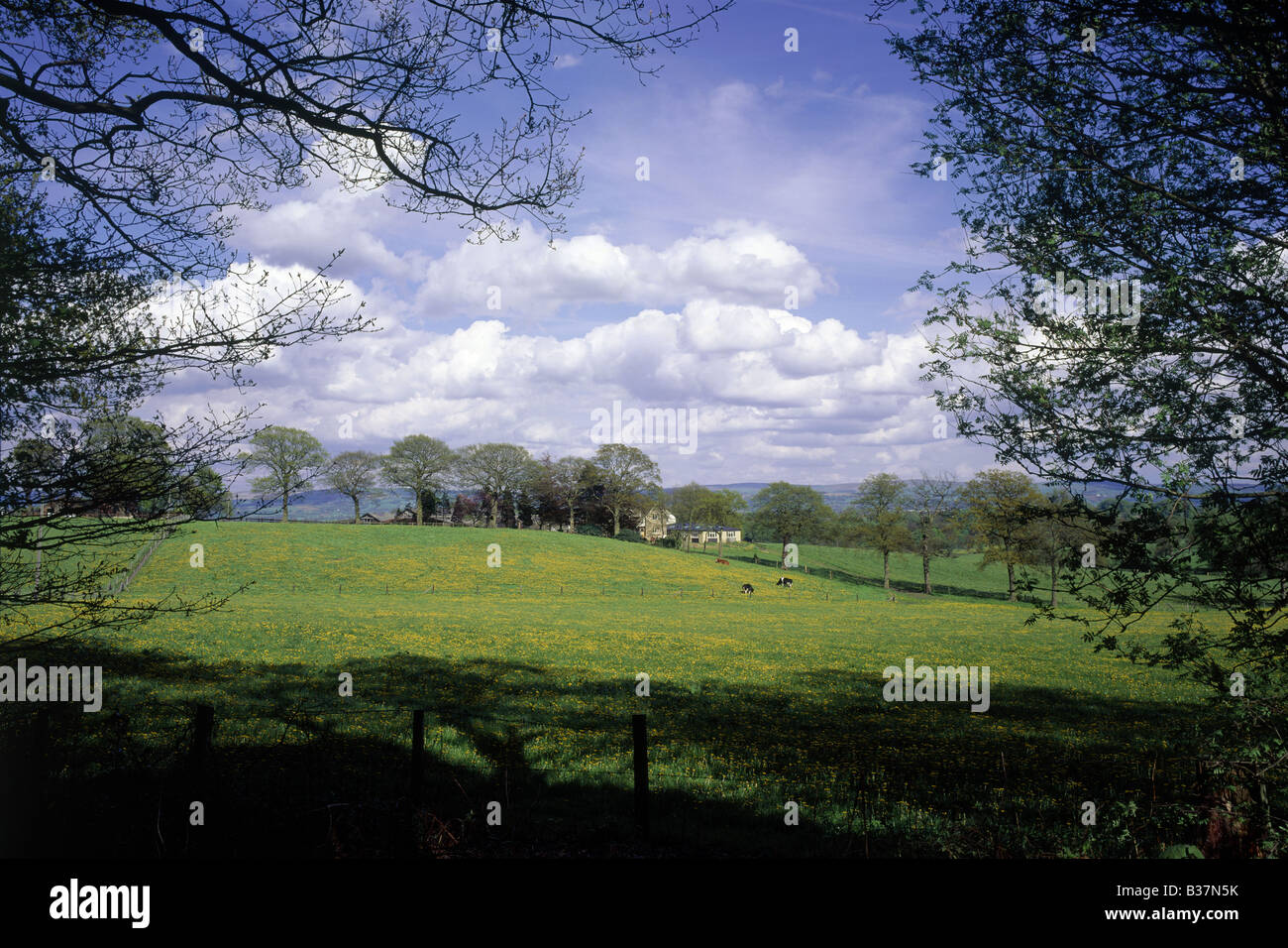 Landschaft im Laufe Alderley Hahnenfuß Blumen in Bereichen Kühe weiden Häuser hinter Bäumen ALDERLEY EDGE CHESHIRE ENGLAND Stockfoto