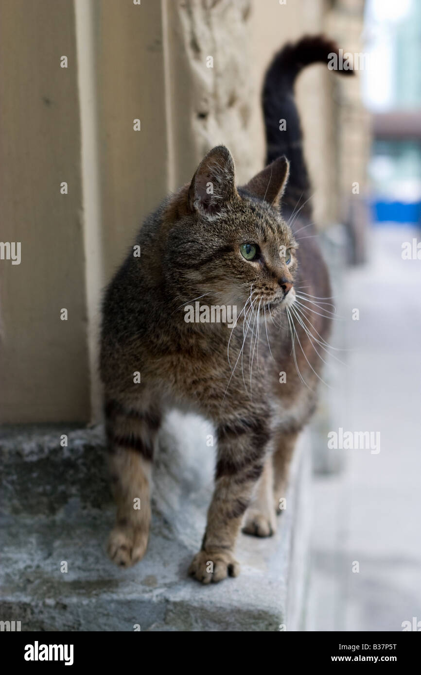 Street cat, Sankt Petersburg, Russland. Stockfoto