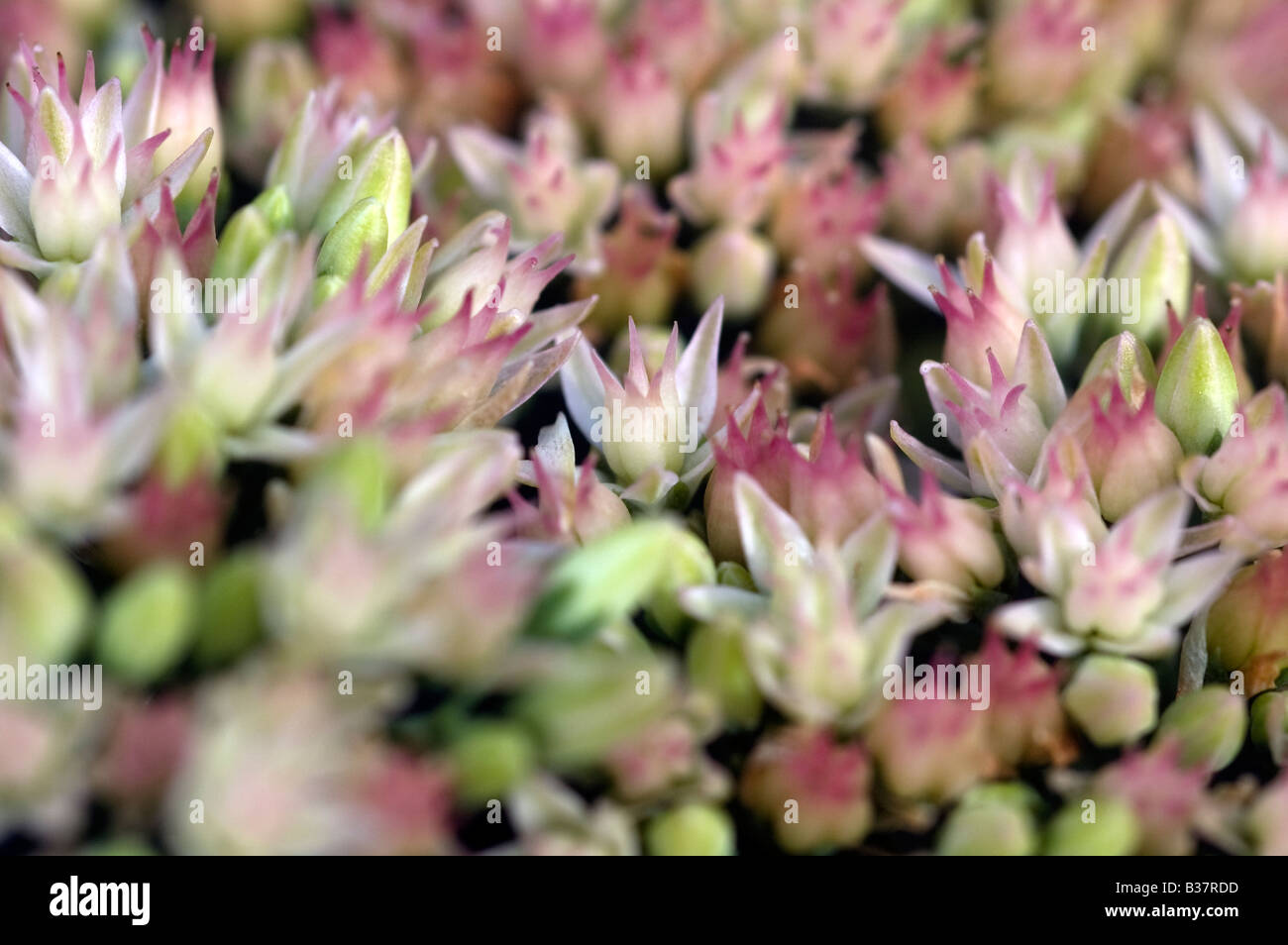 Trauben von Blumen Stockfoto