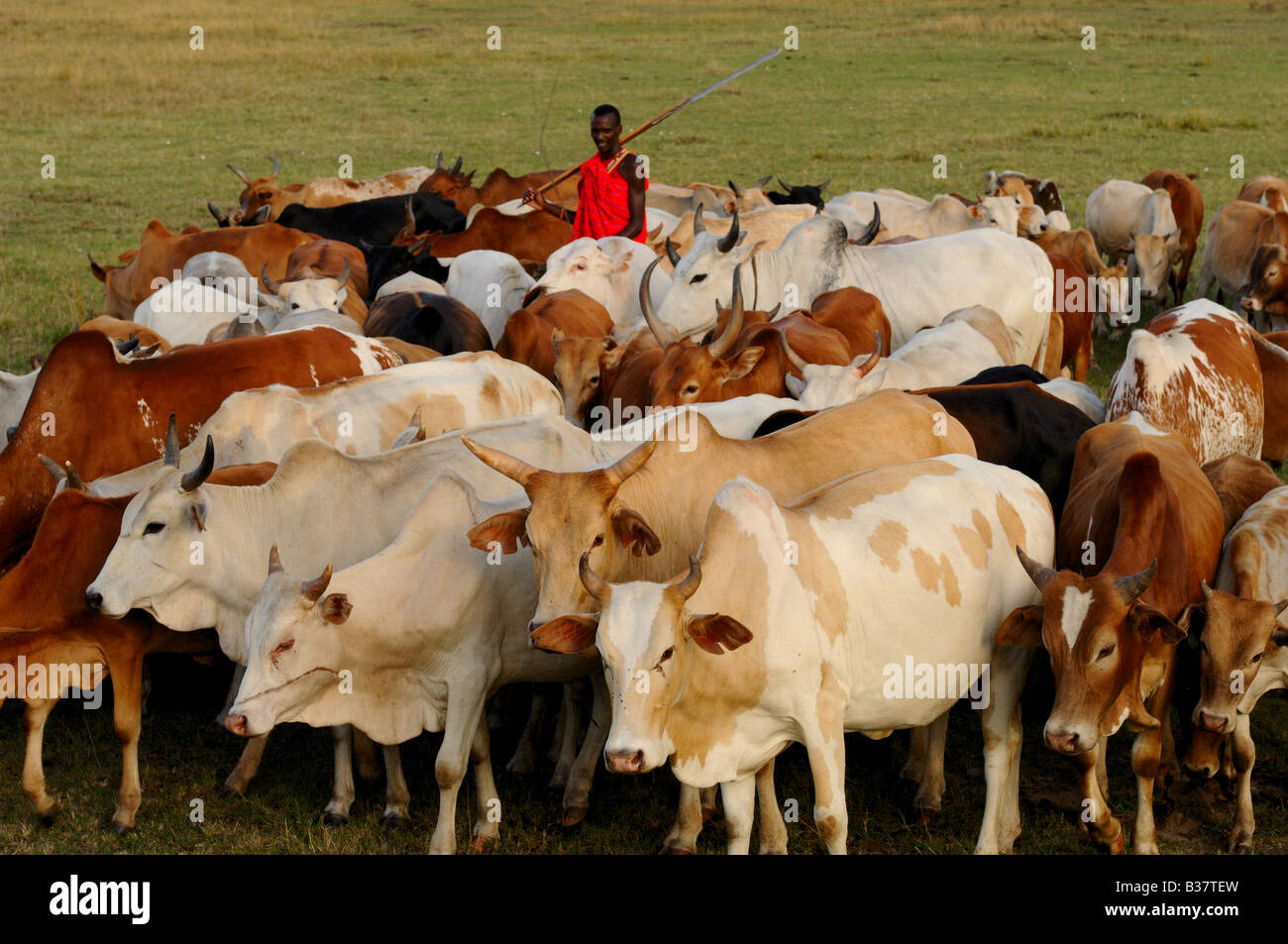 Masai Krieger das Dorf Vieh hüten Stockfoto