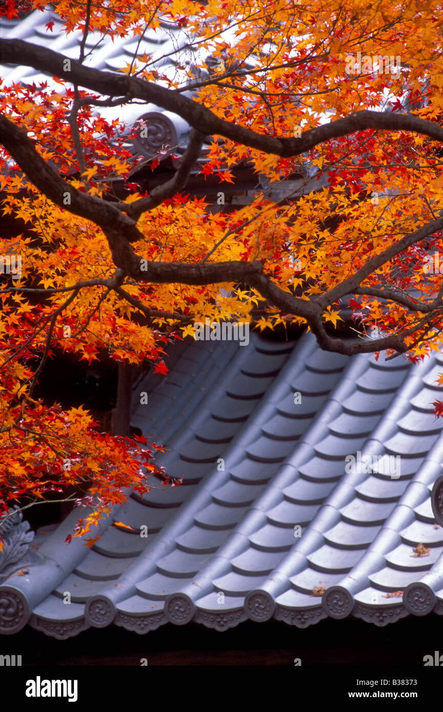 Helles Feuer rot-Ahornbaum steht im Gegensatz zu Stahl Grau Keramik Tempel Ziegeldach für angenehmen Herbst Komposition an Shinnyodo Stockfoto