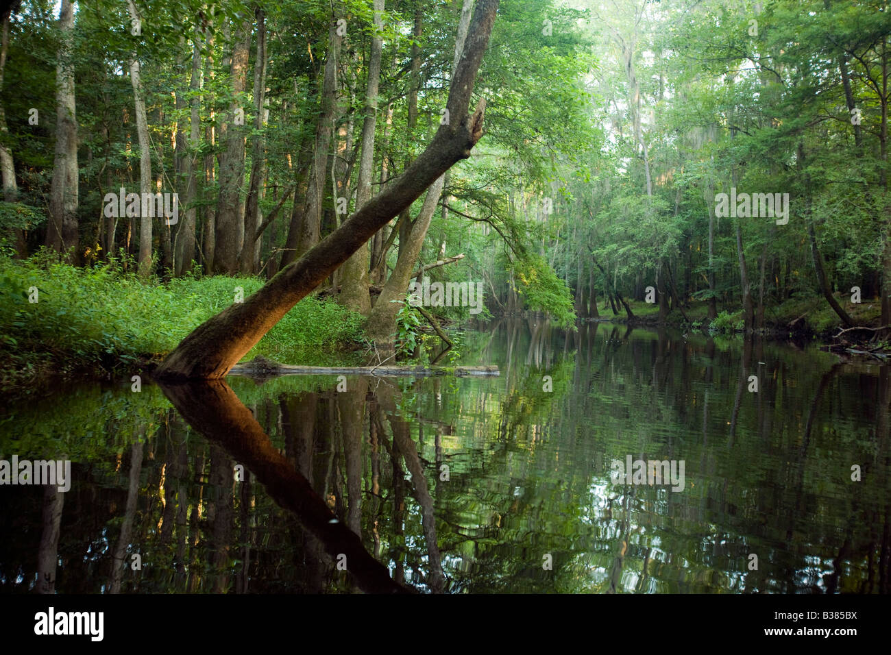 Ein Baum hängt über den Cedar Creek, Congaree Nationalpark in der Nähe von Columbia, South Carolina Stockfoto