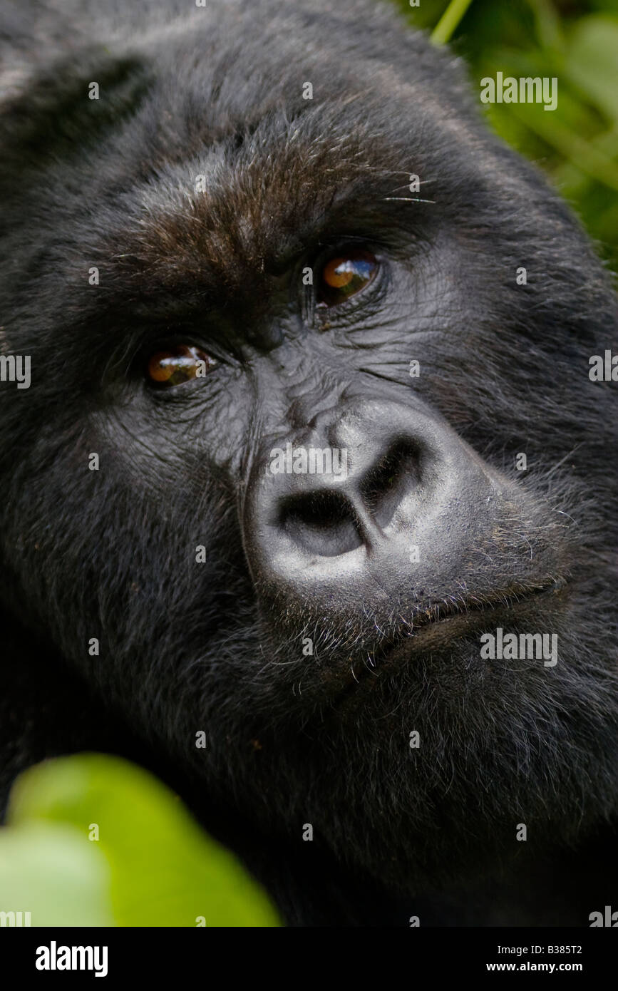 Eine männliche MOUNTAIN GORILLA Gorilla Beringei Beringei der KWITONDA Gruppe in Ruanda VOLCANES Nationalpark Stockfoto