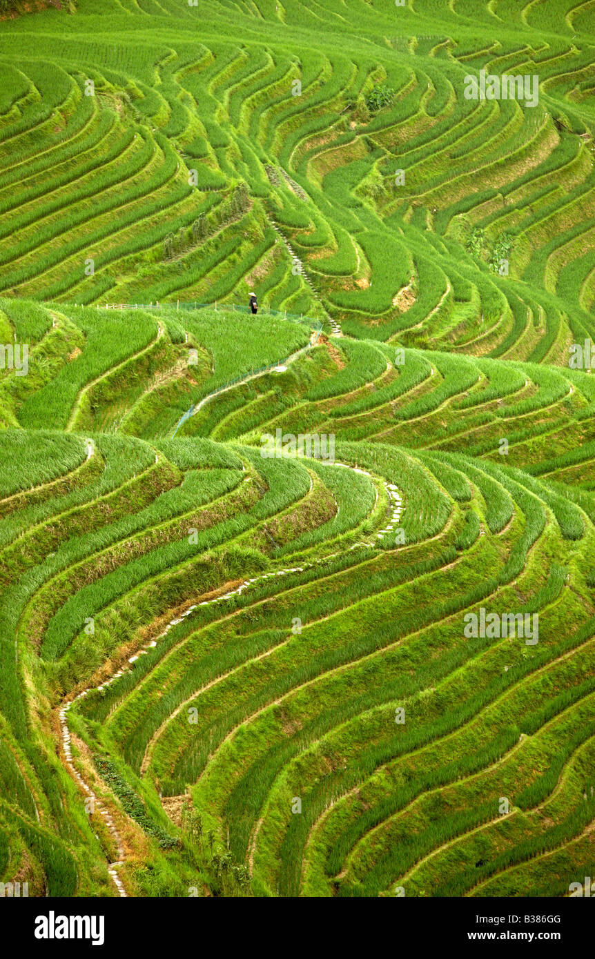 Ping An Reis Terrassen Longsheng Longji Guilin China Bau begann in der Yuan-Dynastie 1271 1368 Stockfoto