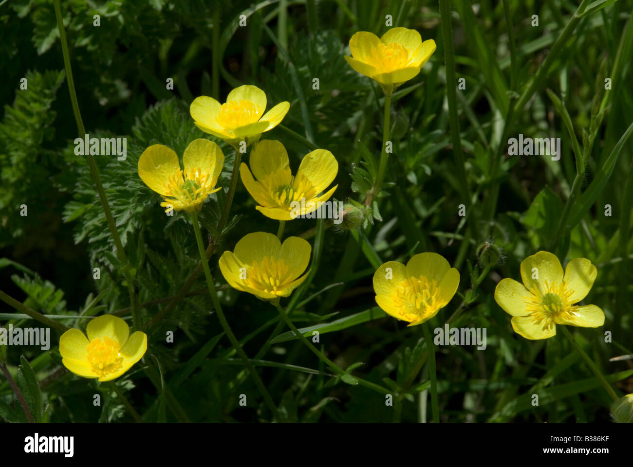 RANUNCULUS BULBOSUS KNOLLIGEN HAHNENFUß Stockfoto