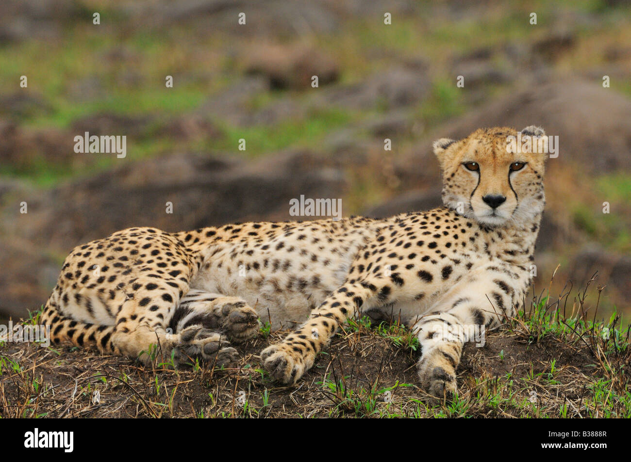 Gepard liegend auf Termite-Hügel. Stockfoto