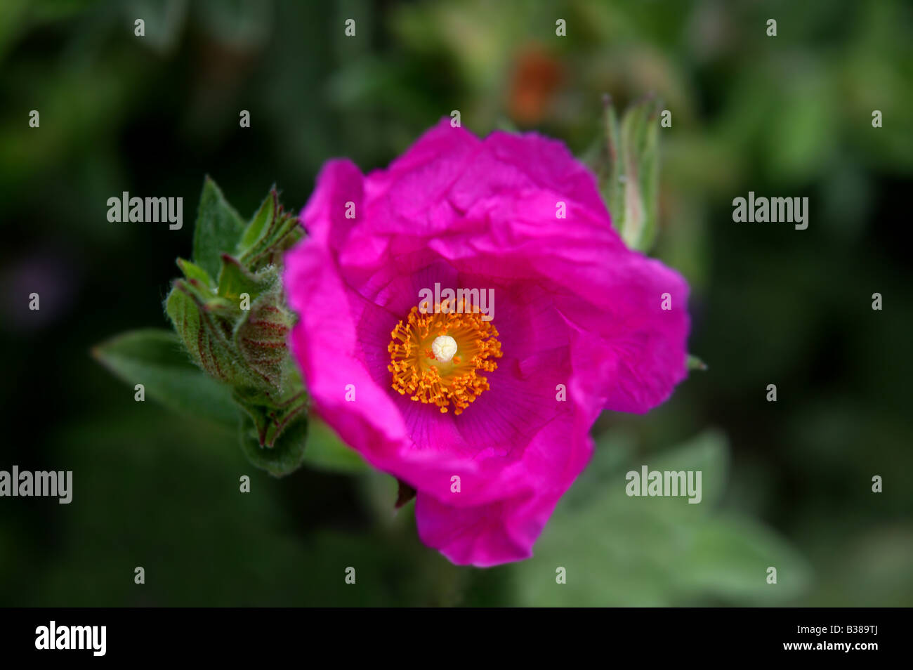 Camellia japonica dunkel rosa Blume mit gelben Staubgefäßen. Einzelne Blume mit regelmäßigen Petalen mit Prominen Stockfoto