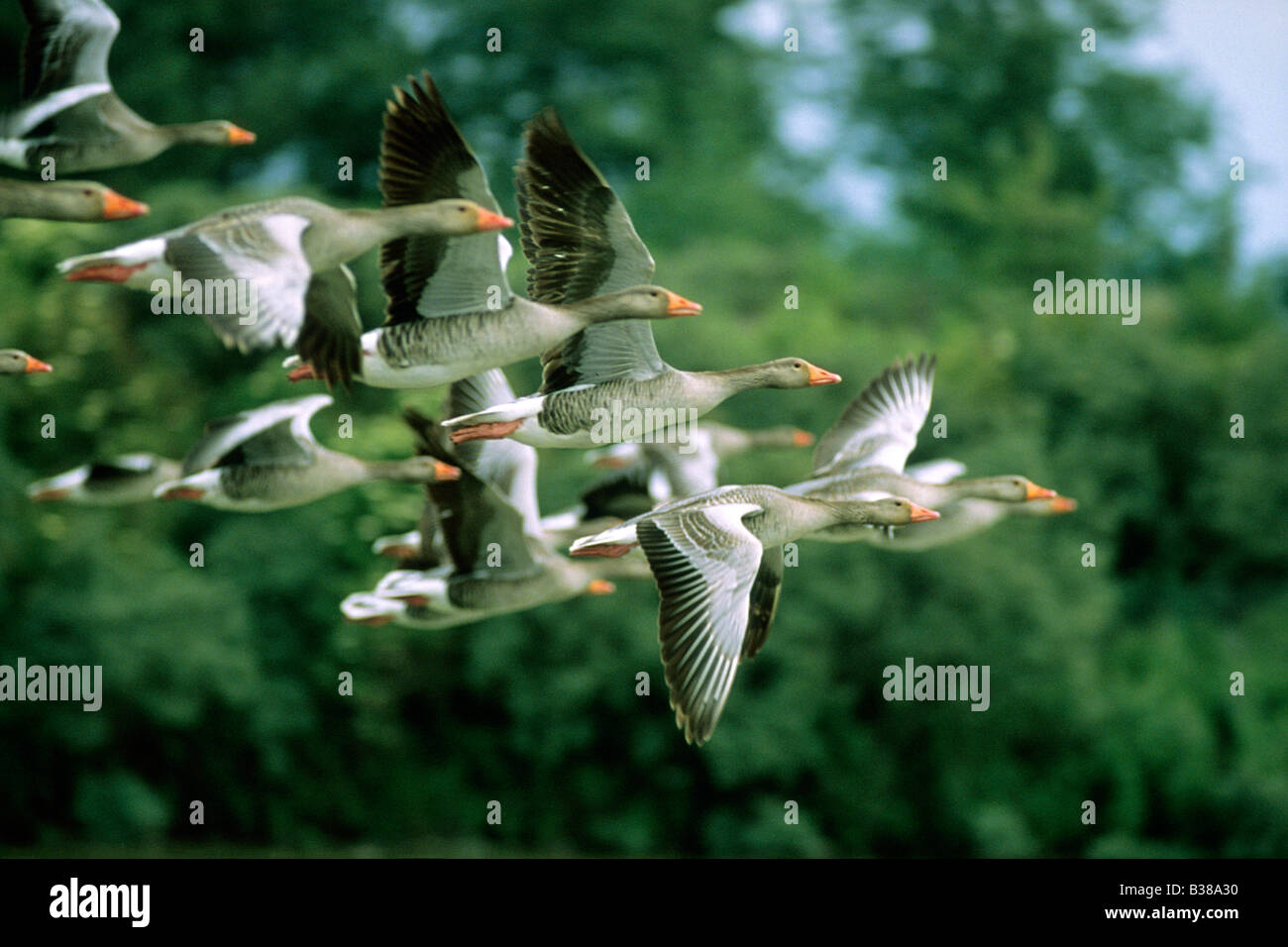 Graugans (Anser Anser), scharen sich im Flug Stockfoto