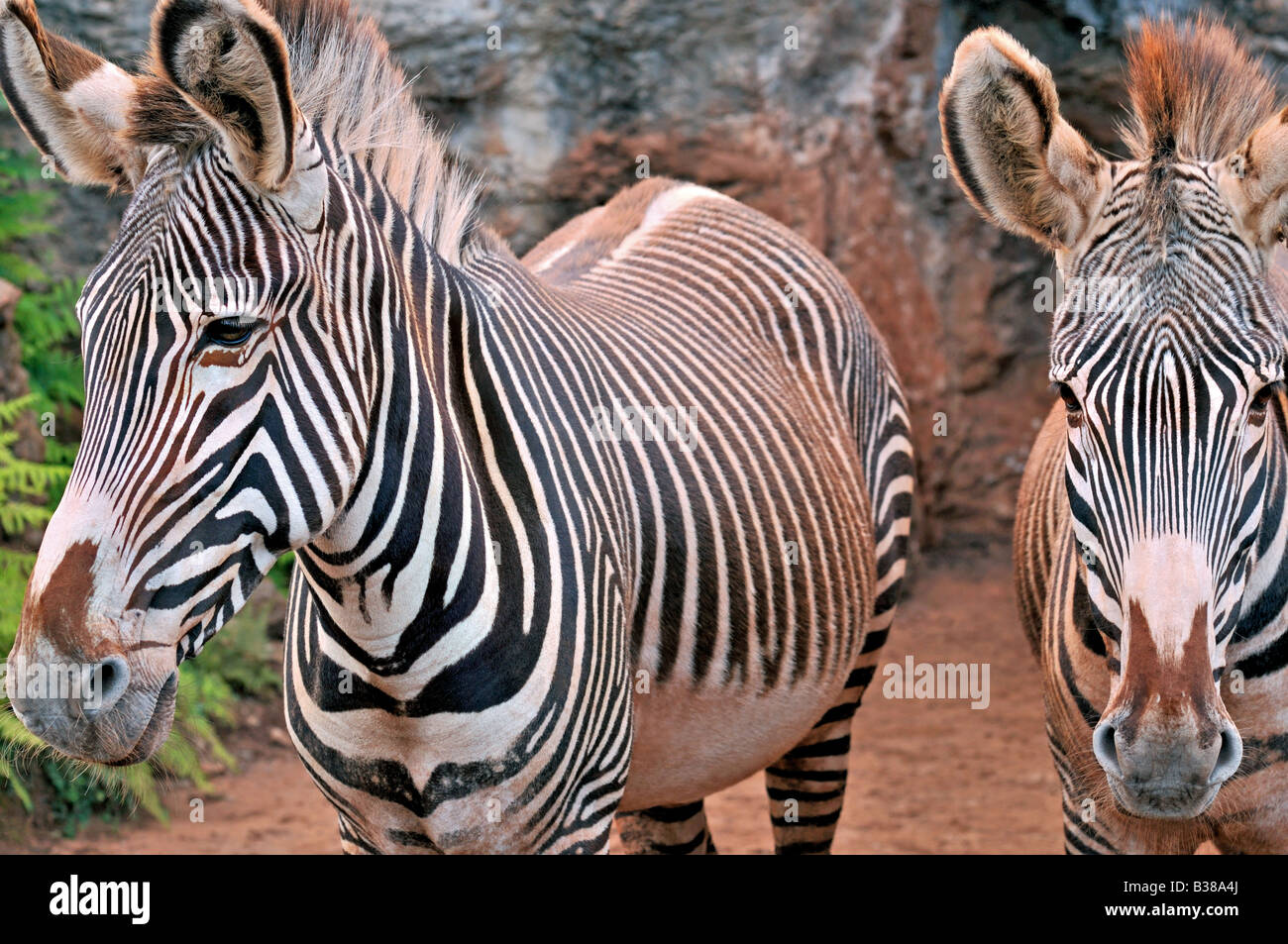 Zebras im Tierpark Carbacena in Kantabrien in Spanien Stockfoto