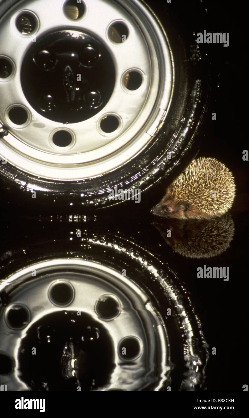 Europäische Igel Erinsceus Europaeus und Auto Reifen mit Reflexionen in einer Pfütze Stockfoto