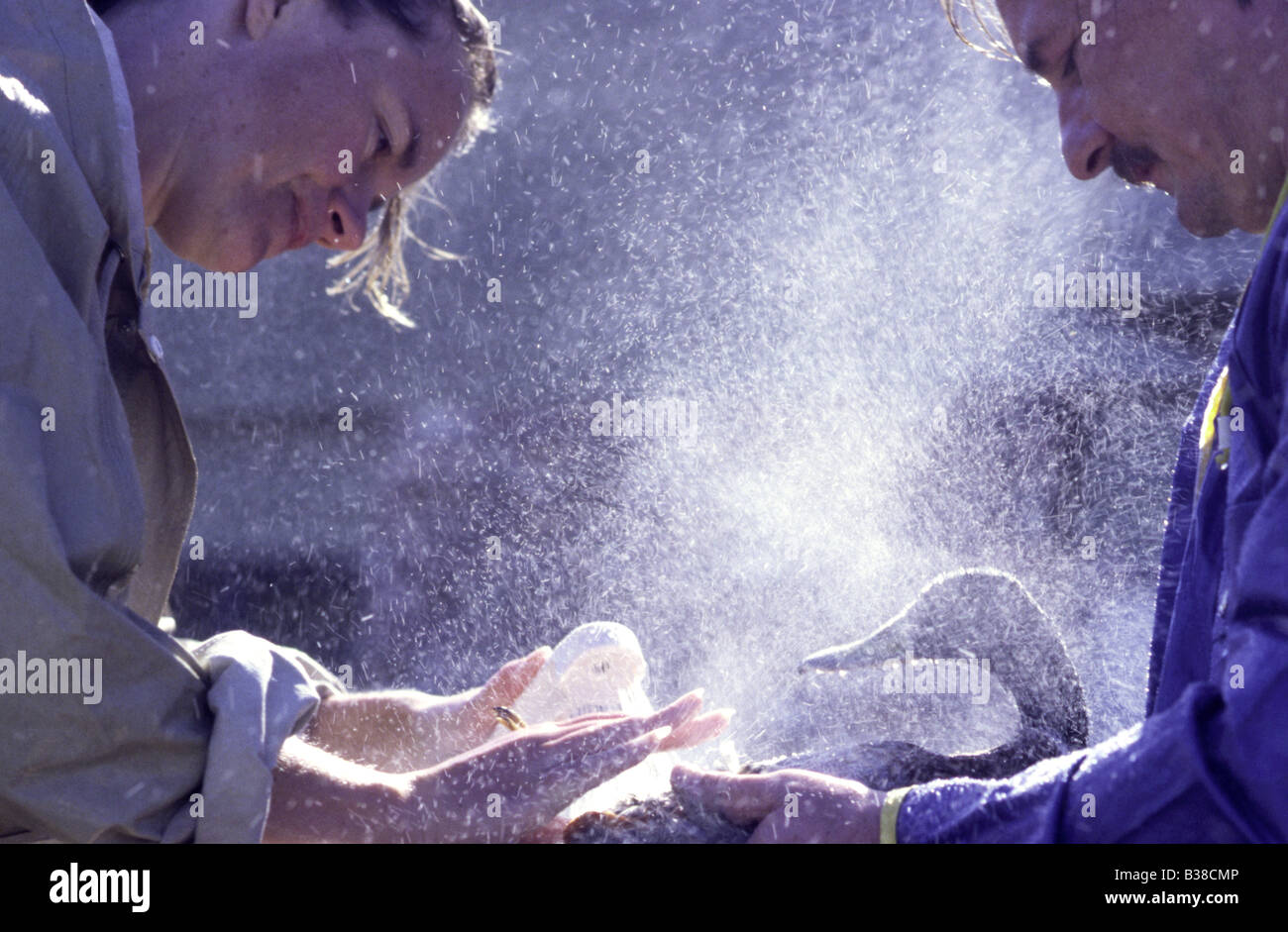 Zwei Freiwillige spülen (Beweis) eine gereinigte (geölt) Stockente (Anus Platyrhynchos) Stockfoto