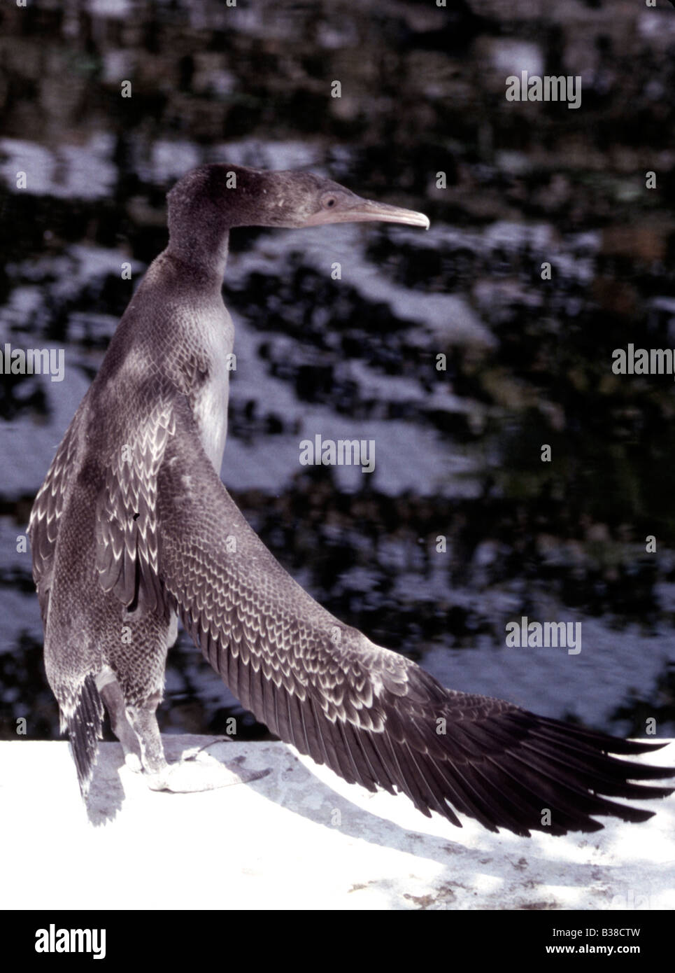 Socotra Kormorane (Juvenile) Phalacrocorax Nigrogularis (Captive) während der Golf-Öko-Katastrophe 1991 Stockfoto