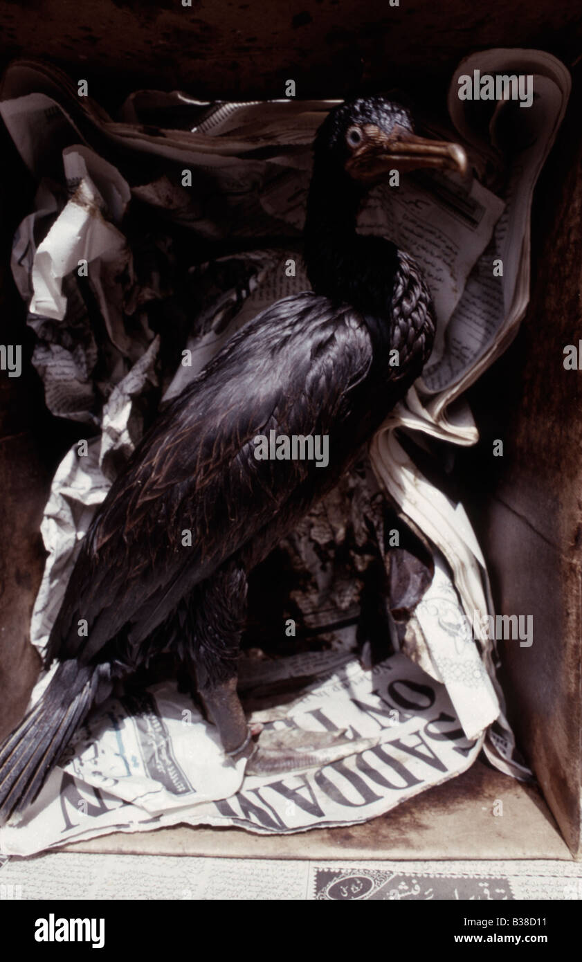 Socotra Kormorane (Jugendliche) Phalacrocorax Nigrogularis (captive) während der Golf-Öko-Katastrophe 1991 geölt Stockfoto