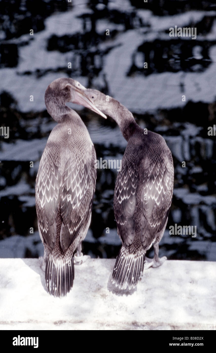 Socotra Kormorane (Jugendliche) Phalacrocorax Nigrogularis (Captive) während der Golf-Öko-Katastrophe, 1991 Stockfoto