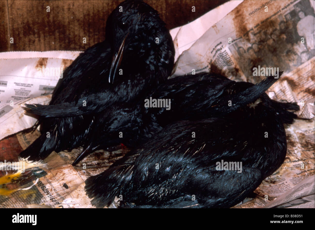 Stark geölt Trottellumme (Uria Aagle) sich Rehabilitation, UK. Stockfoto