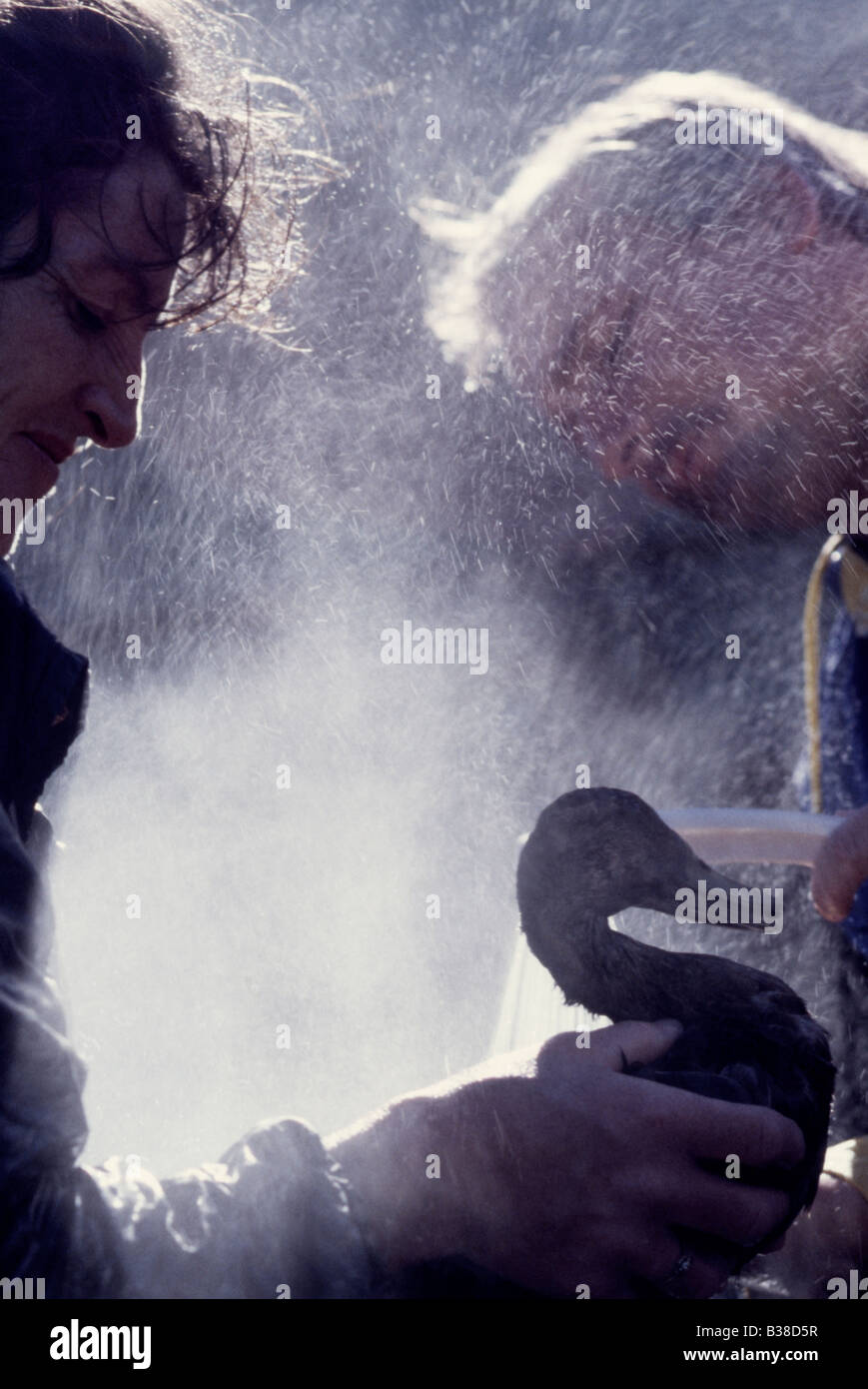 Zwei Freiwillige spülen (Beweis) eine gereinigte (geölt) Stockente (Anus Platyrhynchos) Stockfoto