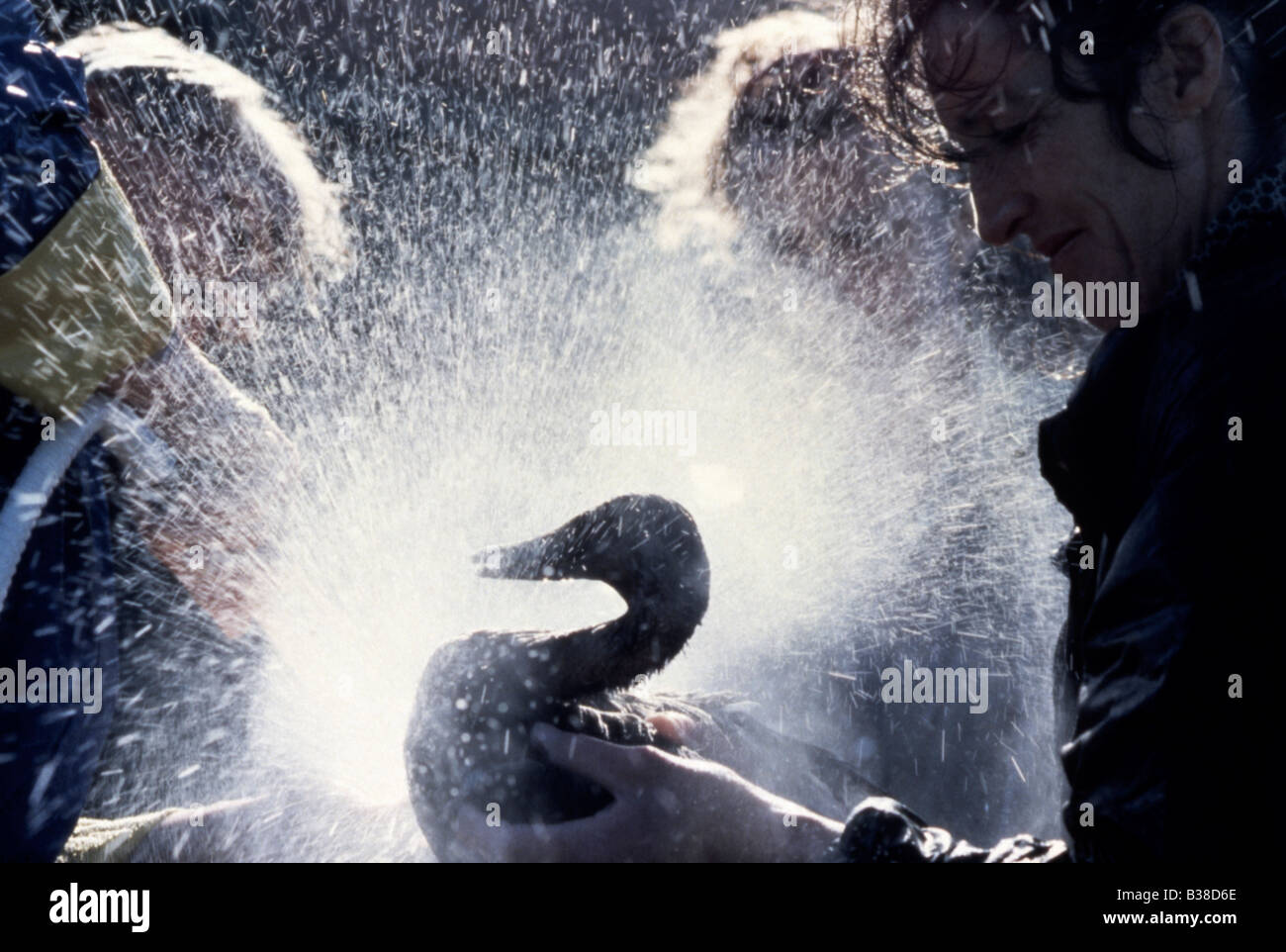 Zwei Freiwillige spülen (Beweis) eine gereinigte (geölt) Stockente (Anus Platyrhynchos) Stockfoto