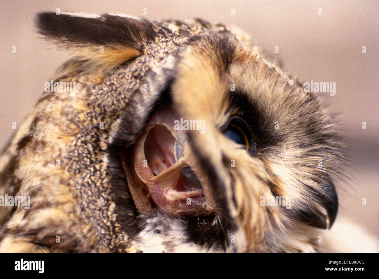 Lange eared Eule (Asio Otus) Kopf Detail, zeigt Ohröffnung, UK Stockfoto