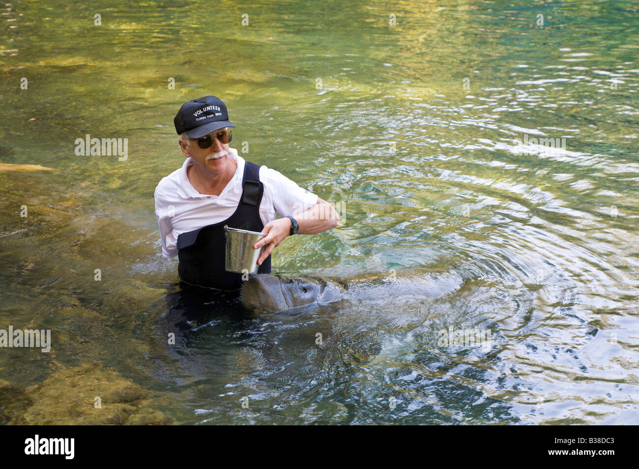 Mann Handanlage Seekühe Homosassa Springs State Wildlife Park, Florida, USA Stockfoto