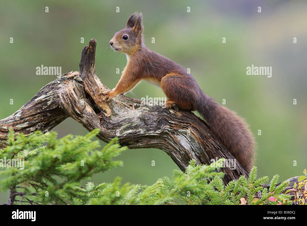 Eichhörnchen (Sciurus Vulgaris) stehend auf Log in Wald Stockfoto