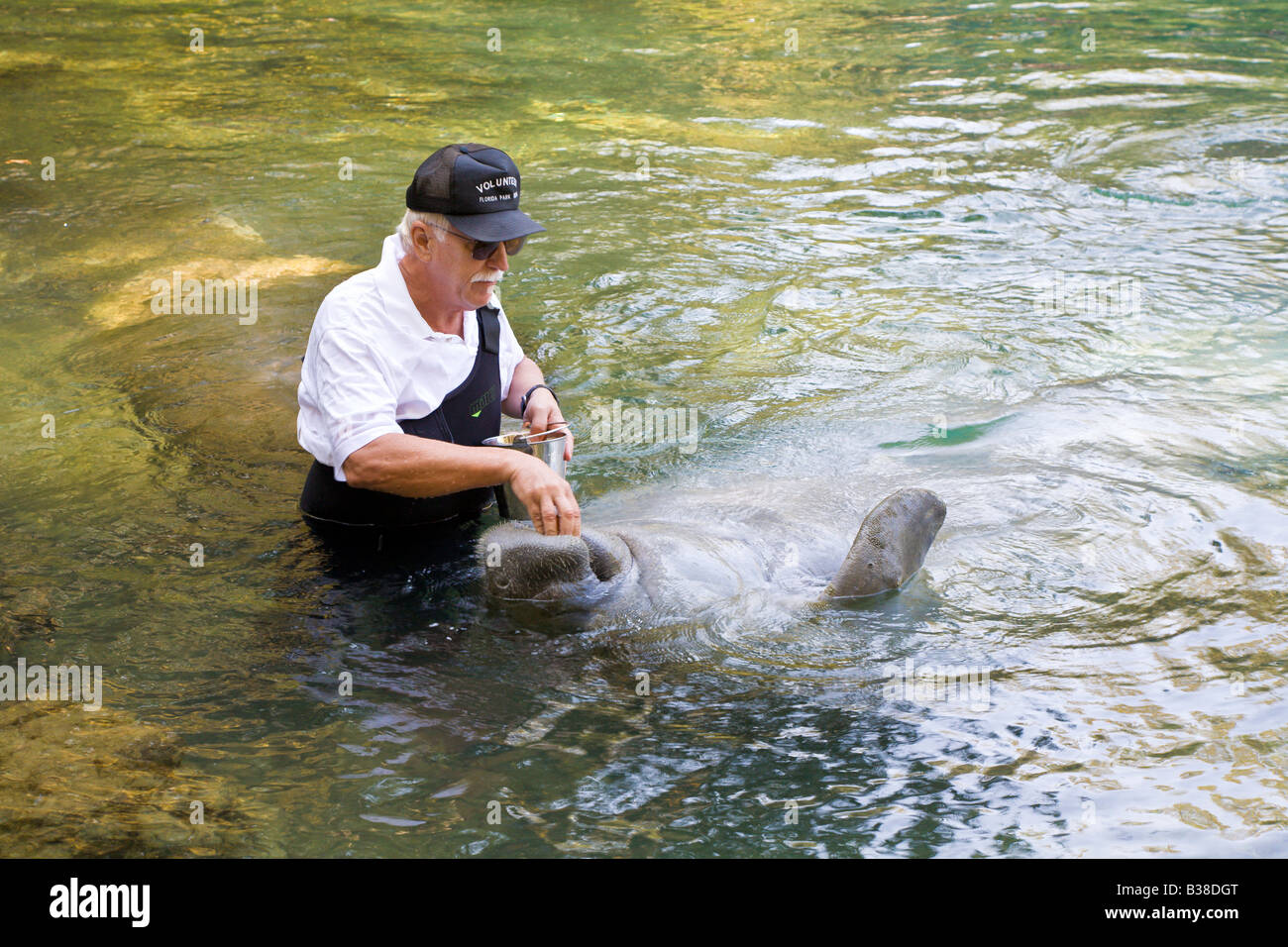 Mann Handanlage Seekühe Homosassa Springs State Wildlife Park, Florida, USA Stockfoto