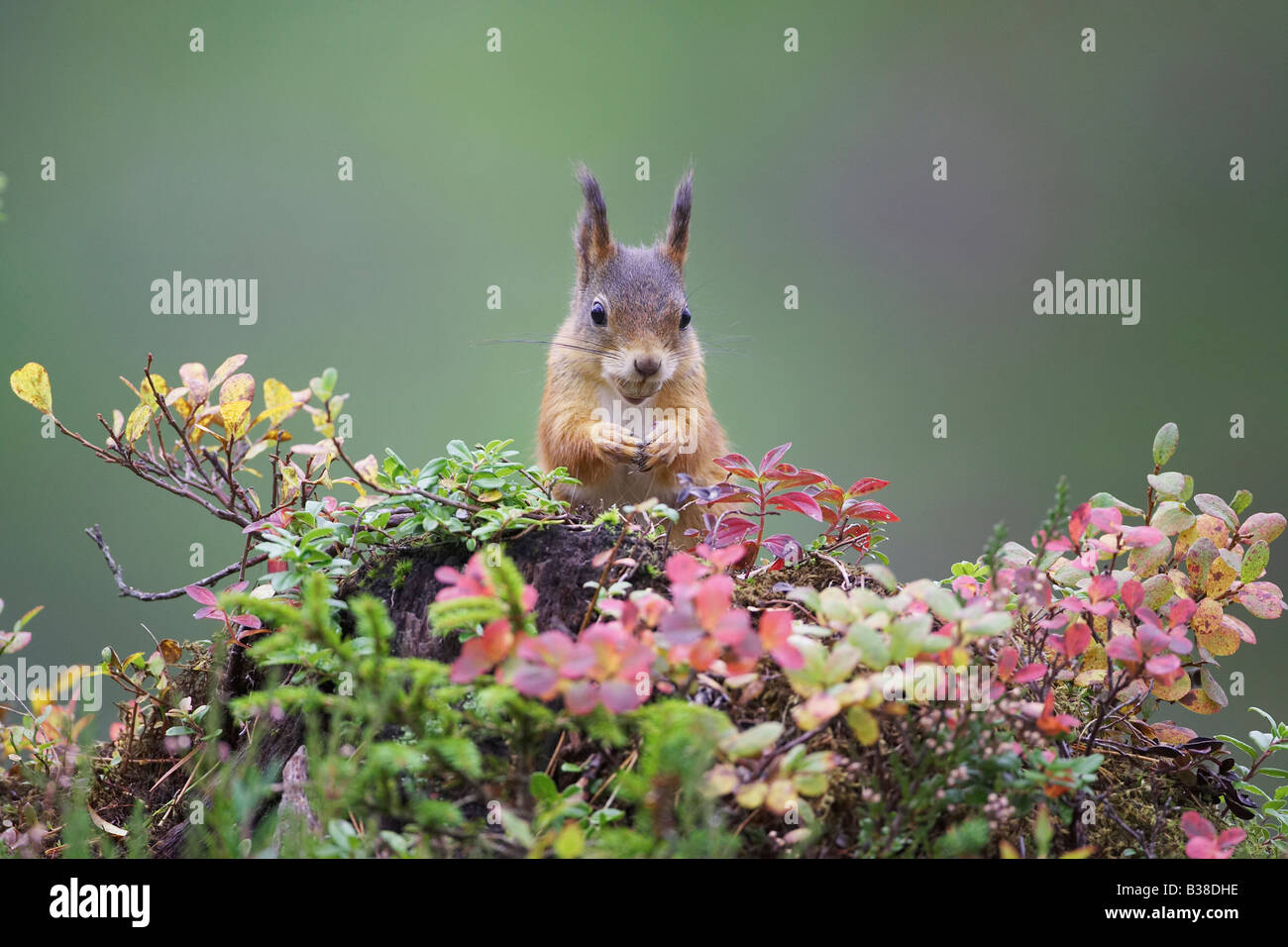 Eichhörnchen (Sciurus Vulgaris), auf Heidelbeere bedeckt Hügel im Wald Stockfoto