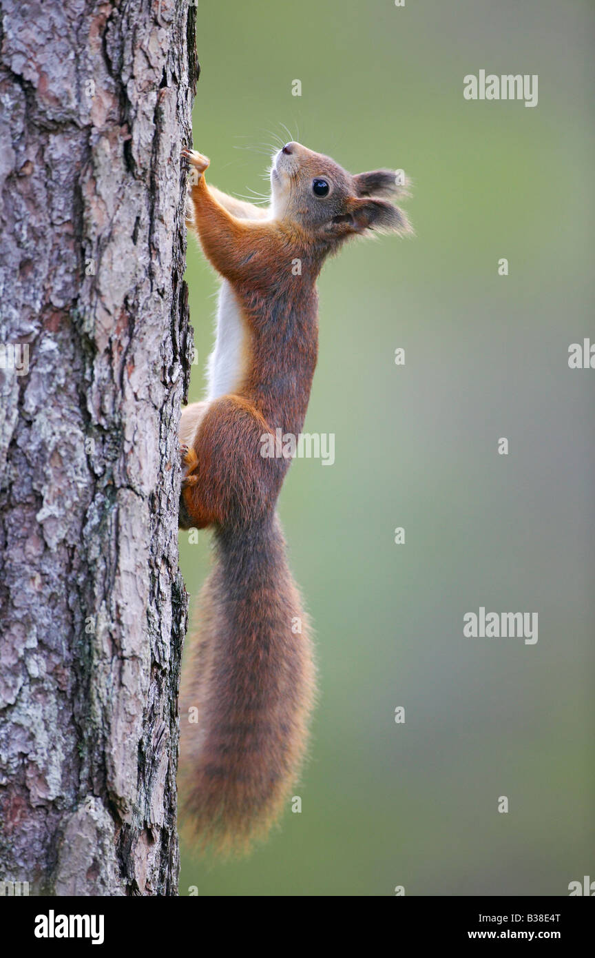 Eichhörnchen (Sciurus Vulgaris), Skalierung Stamm Stockfoto