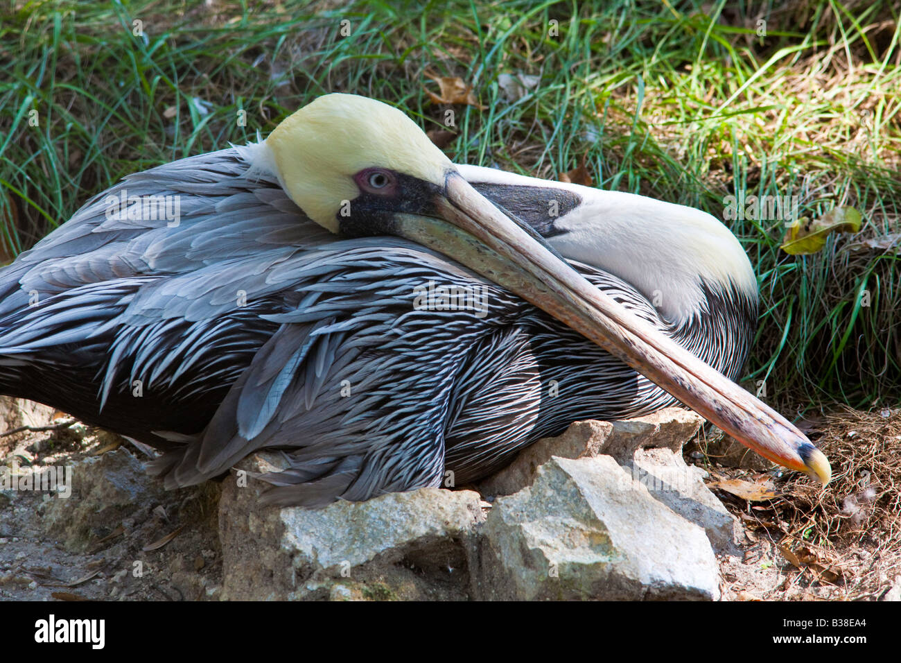 Braune Pelikan Pelecanus Occidentalis auf Boden Stockfoto