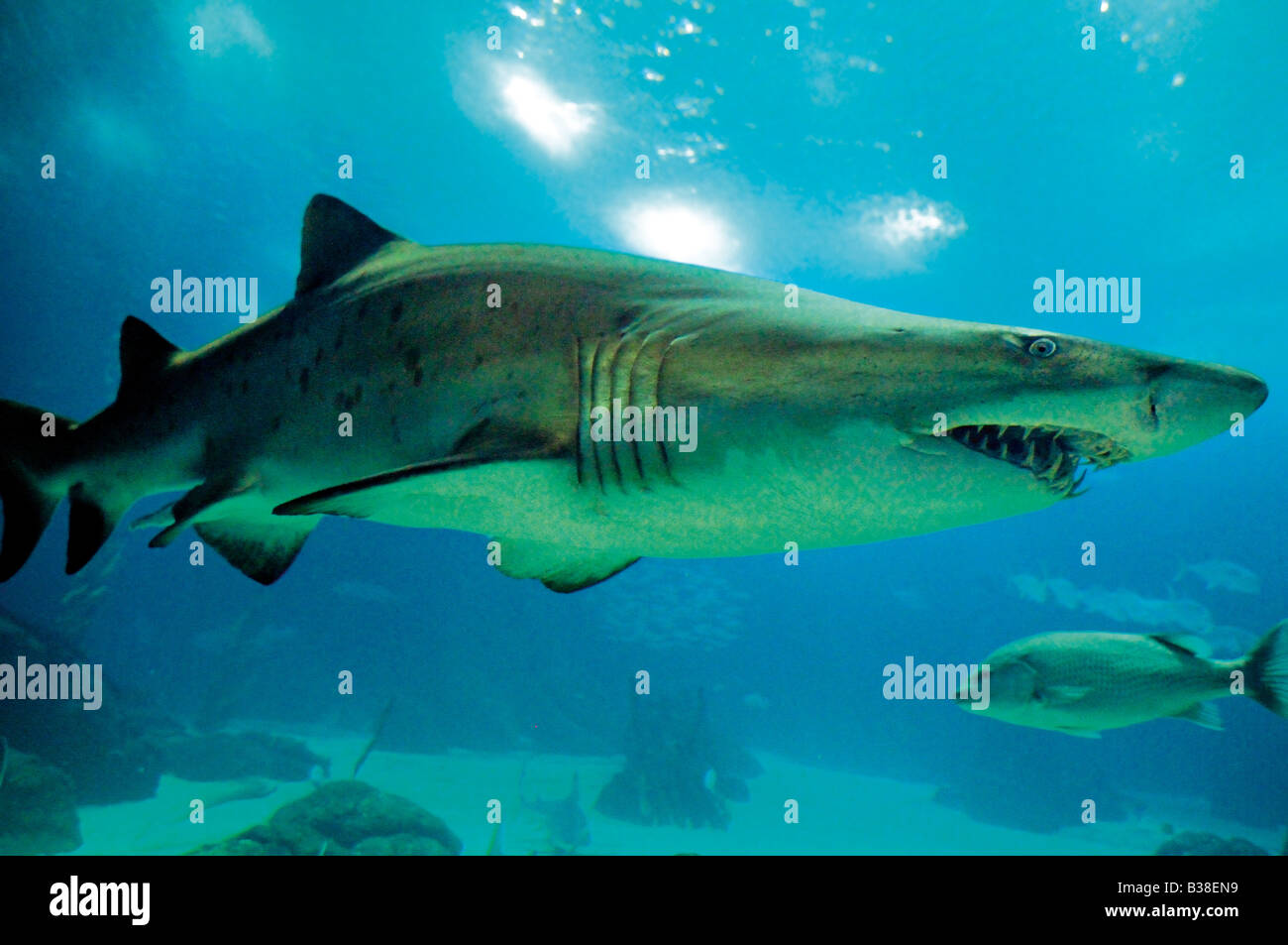 Sandtiger Shark in das Ozeanarium von Lissabon Stockfoto