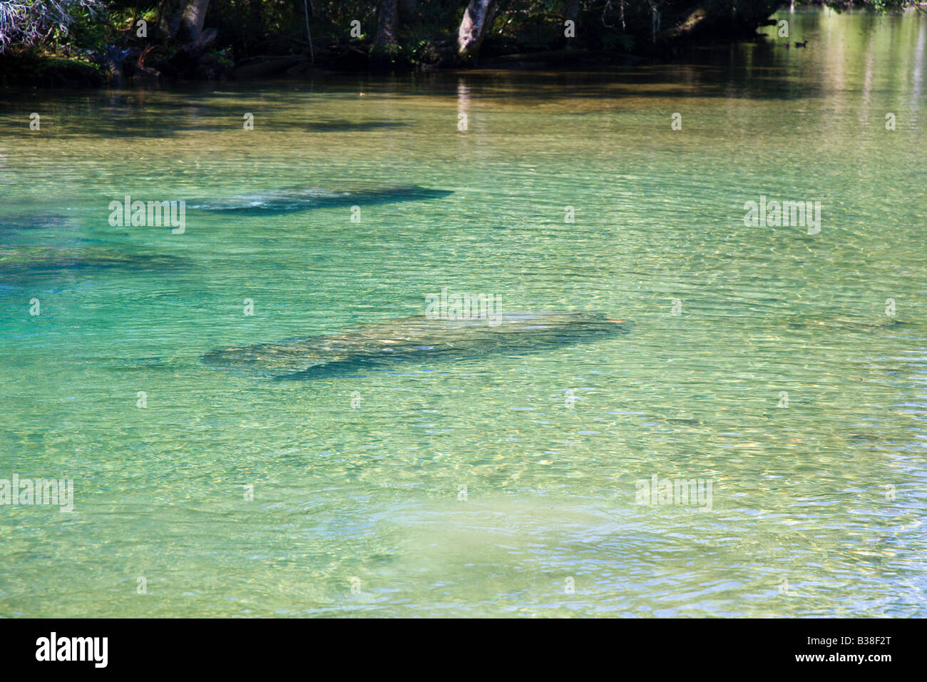 Schwimmen unter Wasser am Homosassa Springs State Wildlife Park Florida Manatis Stockfoto