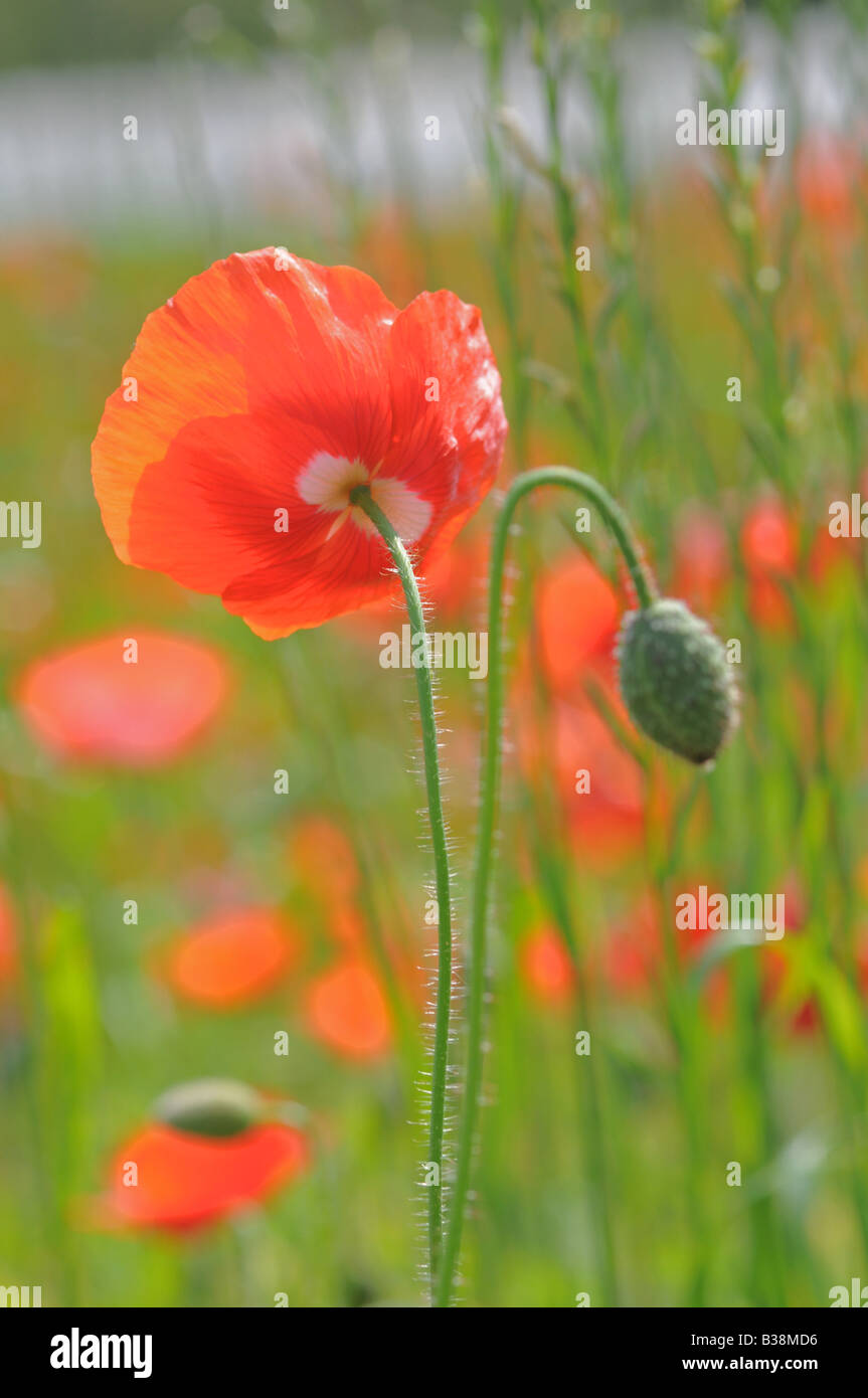 Orange und rote Mohn Bloooning mit einzelnen Knospe Stockfoto