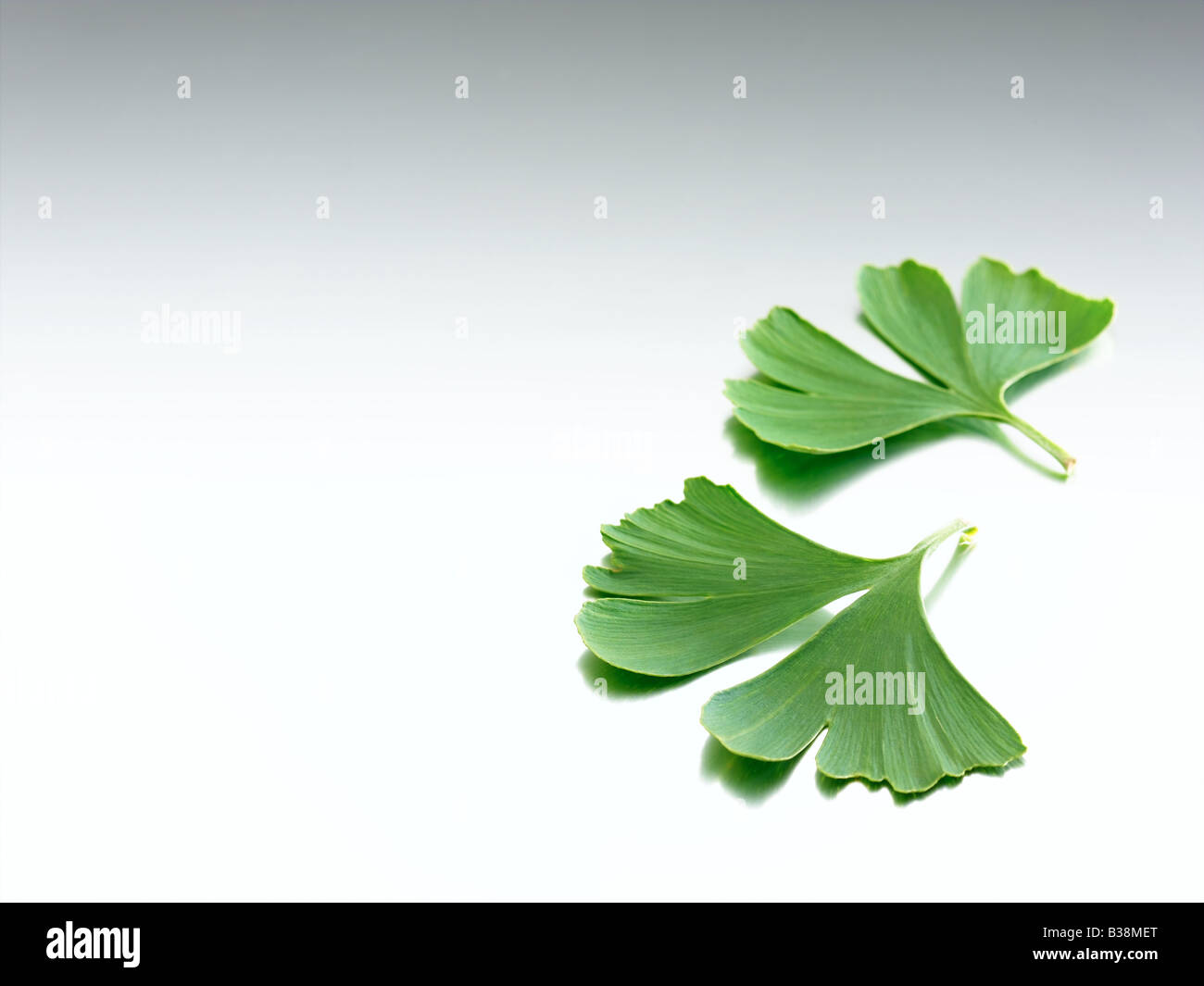 Ginkgo Stockfoto