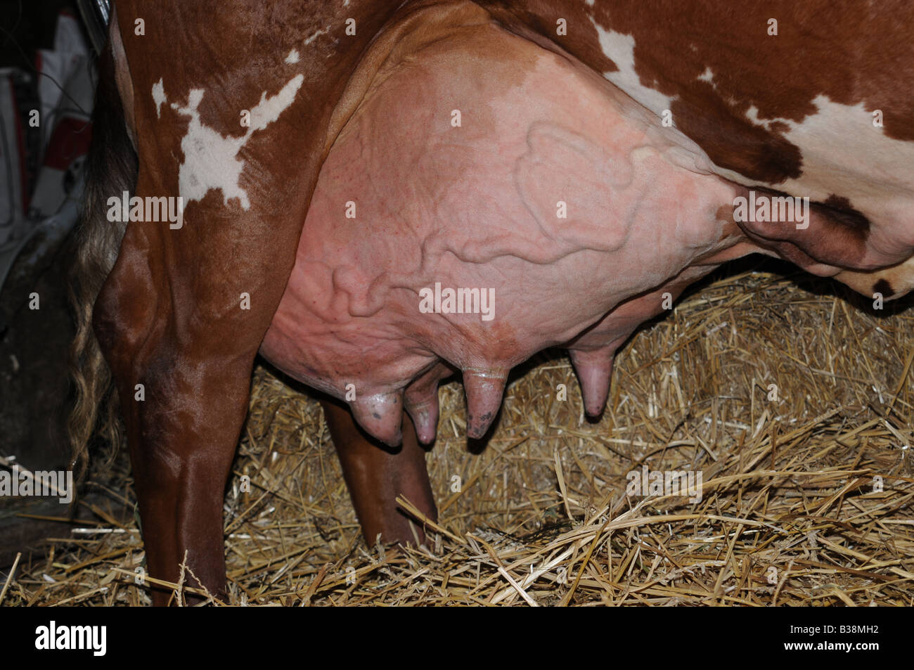 Großes euter Fotos und Bildmaterial in hoher Auflösung Alamy