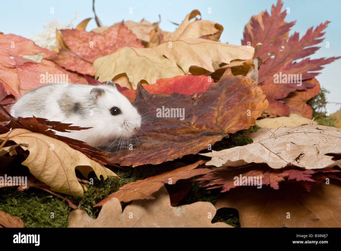 Kleine weiße Hamster gehen im Herbst Blätter Stockfoto