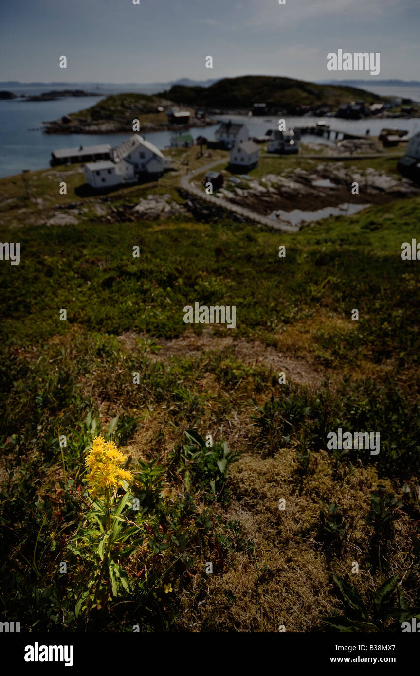 Goldrute (Solidago Virgaurea). Sør-Gjæslingan in Vikna, Norwegen. Stockfoto