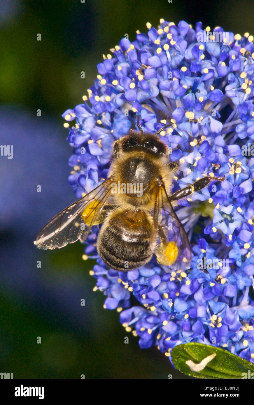 Honigbienen sammeln Nektar und Pollen Honigbiene Stockfoto