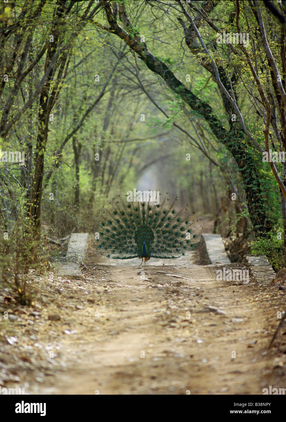 Indischen Pfauen, Rajasthan Indien. (Pavo Cristatus) Stockfoto