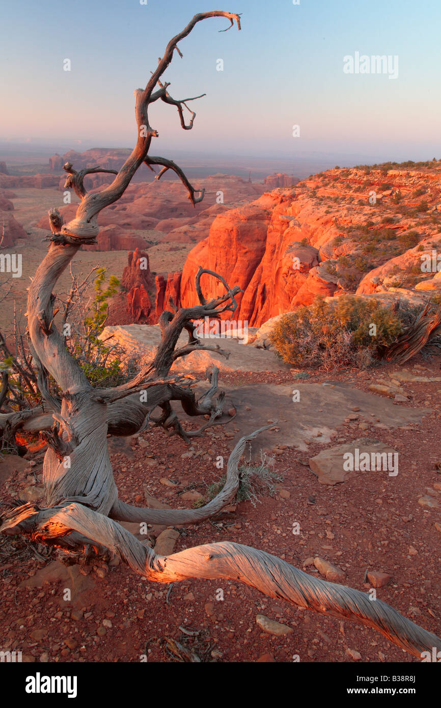 Toter Baum auf Hunts Mesa in Monument Valley in Arizona Stockfoto