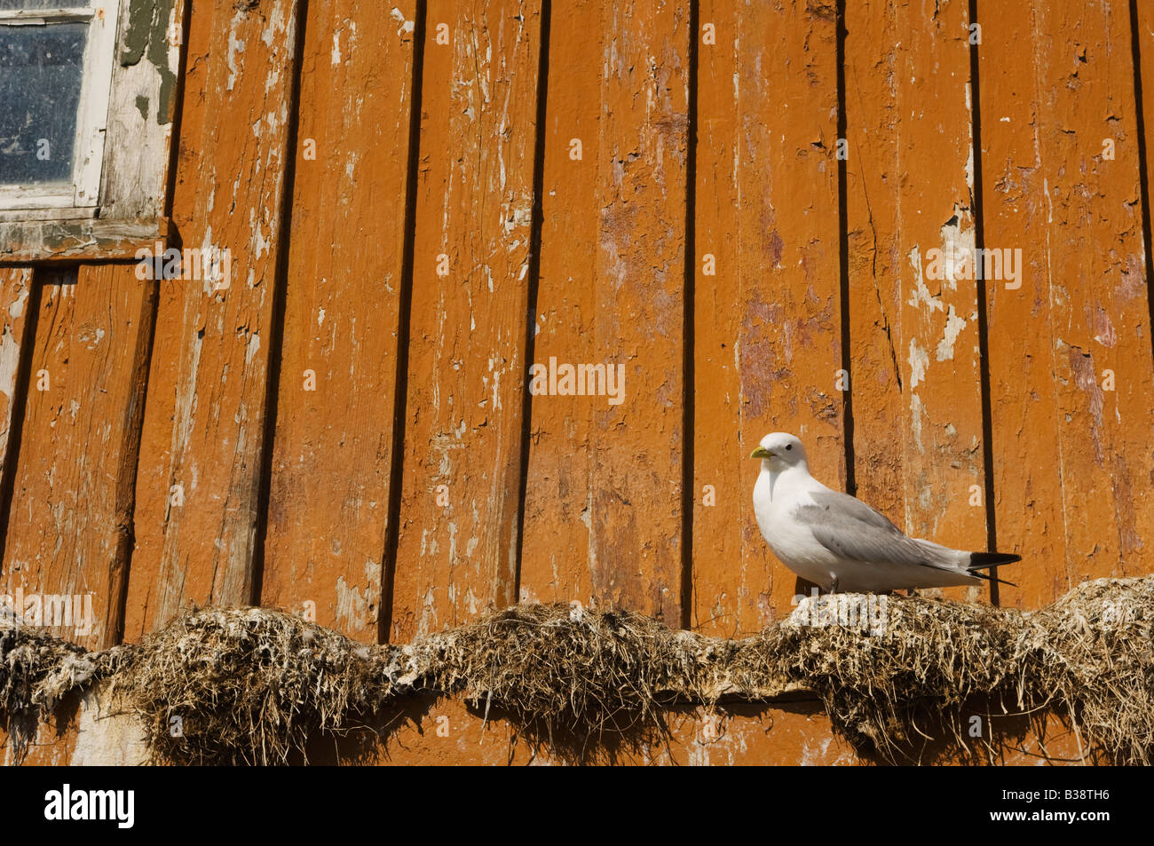 Seagull auf gelbe Wand. Sør-Gjæslingan in Vikna, Norwegen. Stockfoto