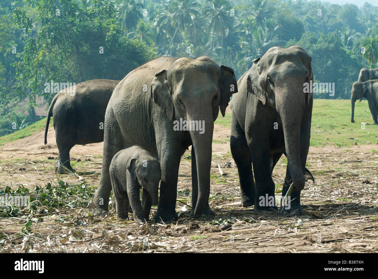 Elefanten in Pinnawela Elefantenwaisenhaus, Pinnawela, Sri Lanka Stockfoto