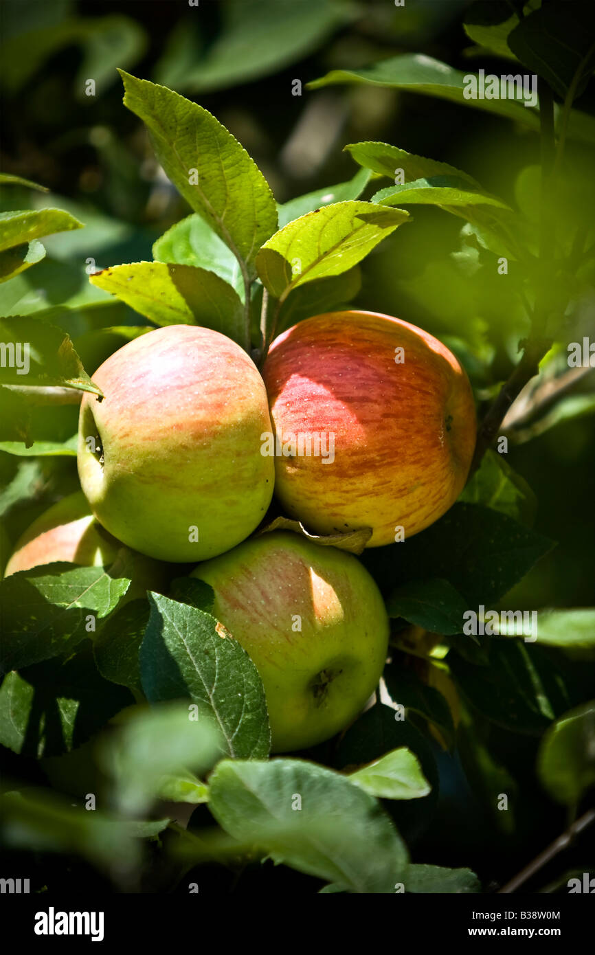 Äpfel auf einem Ast. Stockfoto