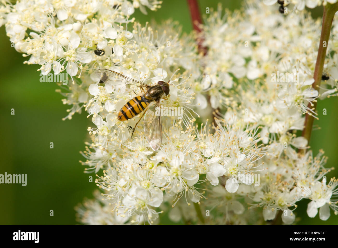 Hoverfly Episyrphus Balteatus auf Mädesüß Filipendula Ulmaria Blumen Stockfoto