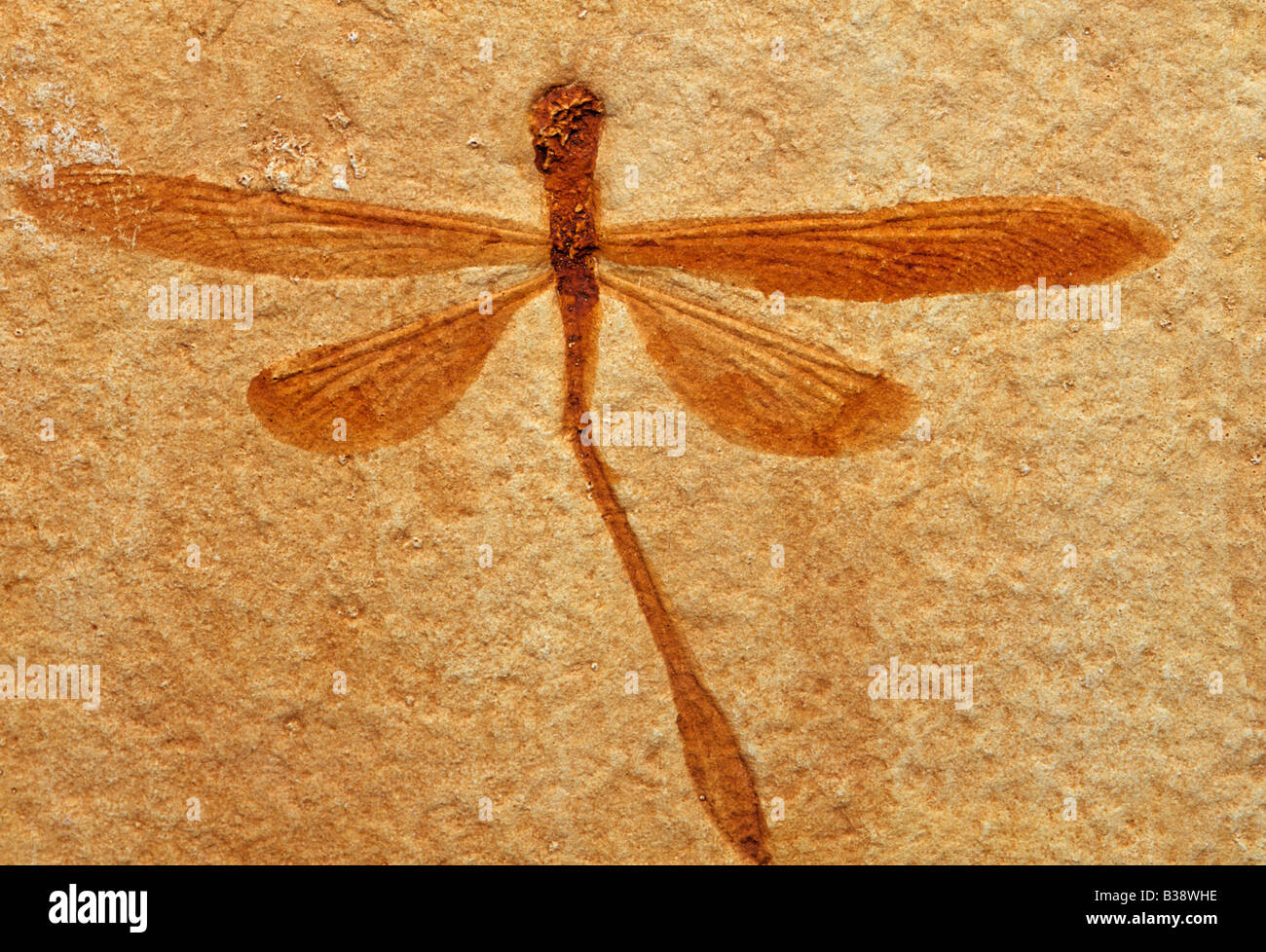 Nachbau des fossilen Libelle Stenophlebia Aequalis Jurassic Oberbayern Stockfoto