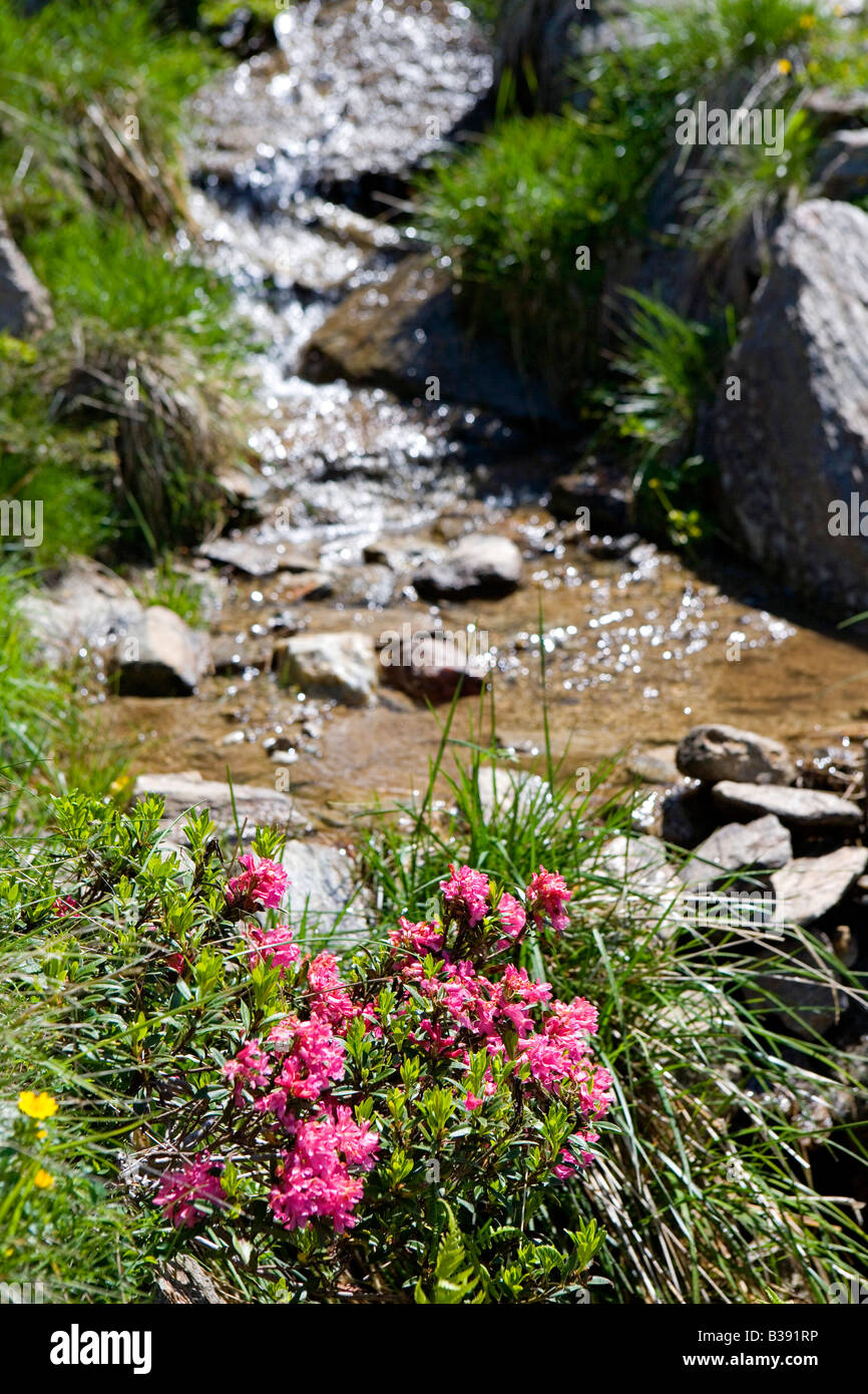 Bergbach im Fruehling, Wasser aus den Bergen im Frühling Stockfoto