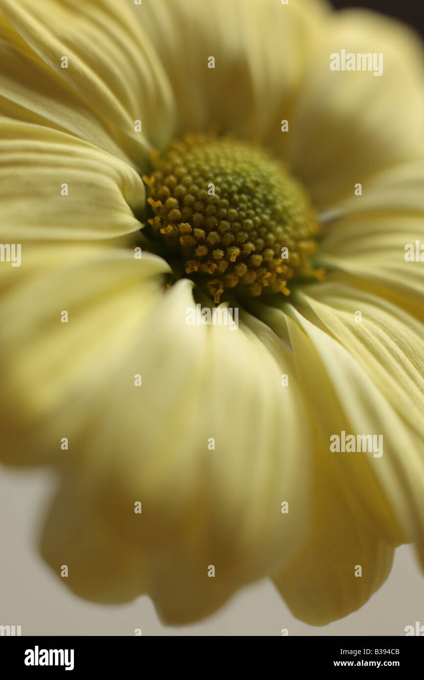 gelbe Blume Nahaufnahme Stockfoto