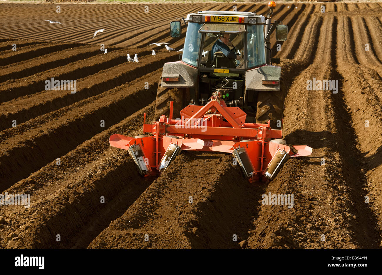 Bauer mit Traktor umgepflügt tendenziell Furchen fertig, Kartoffeln zu pflanzen, Ayrshire, Schottland Stockfoto