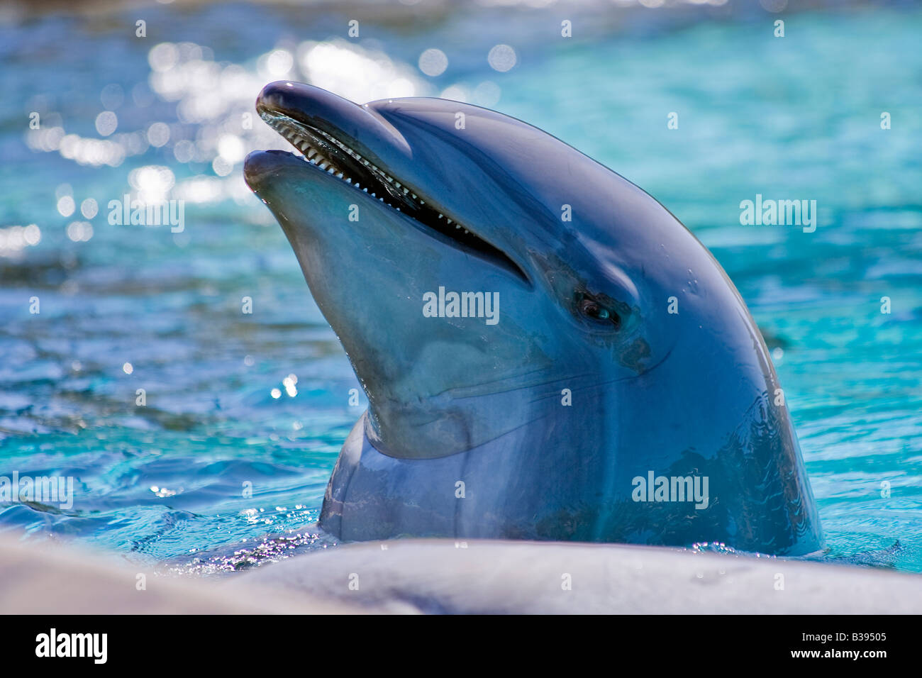 Bottlenose Dolphin Tursiops Truncatus Großer Tümmler gefangen mit kurzen Unterkiefer Brachygnathie unterlegen Stockfoto