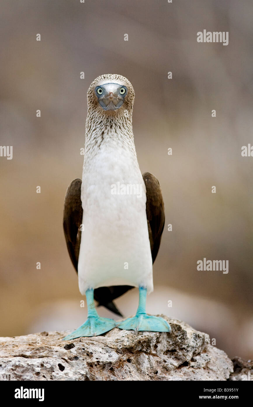 Blau footed Booby Sula Nebouxii Ecuador Galapagos North Seymour Blaufußtölpel Stockfoto