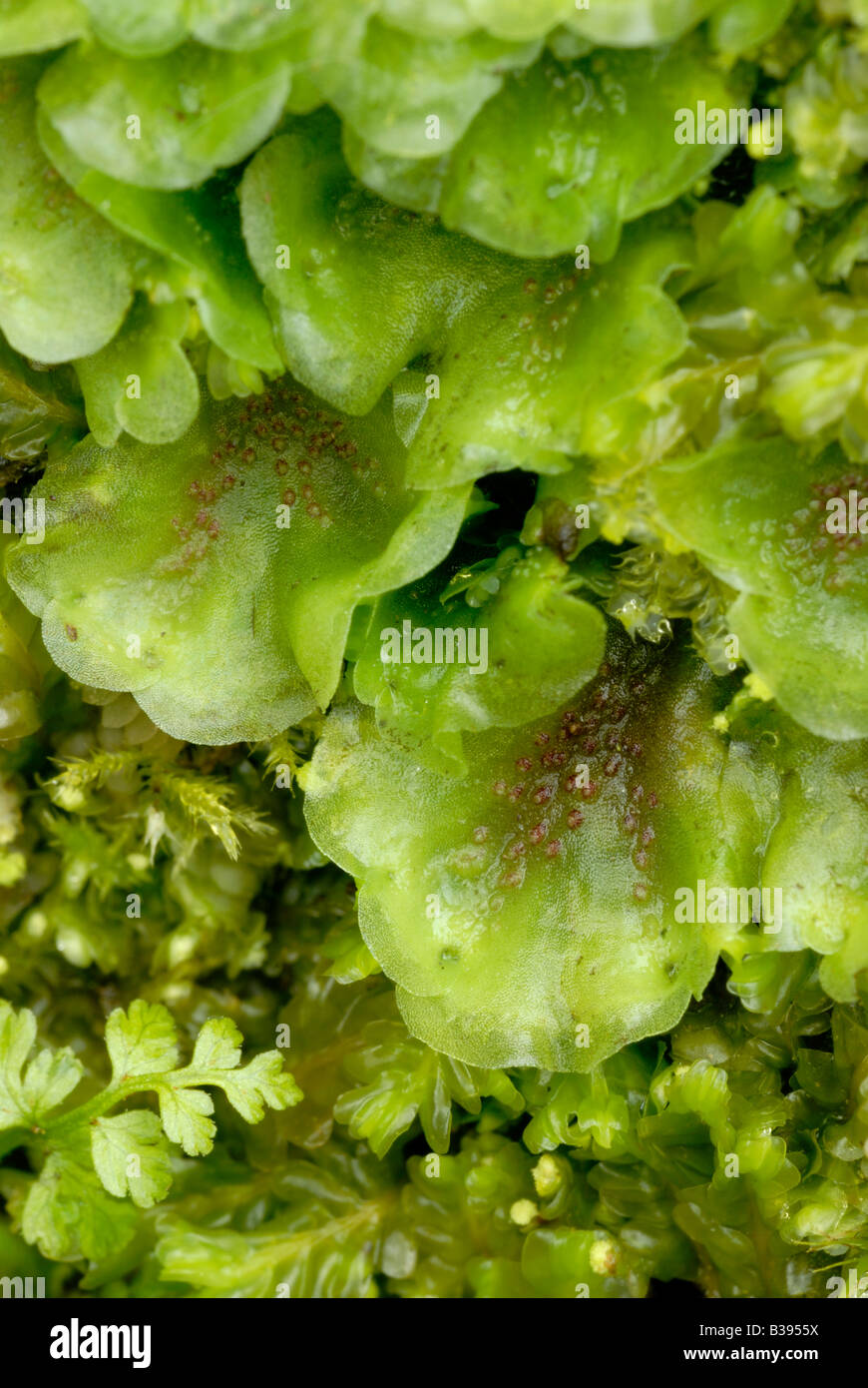 Liverwort Pellia epiphylla, Wales, Großbritannien. Stockfoto