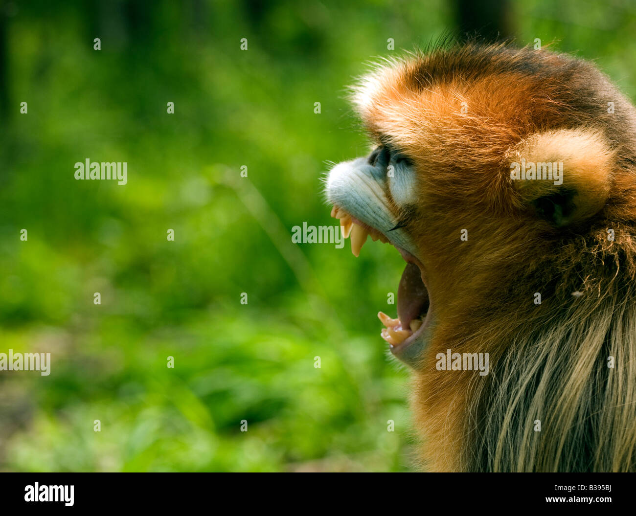 goldenen Affen Schrei Stockfoto